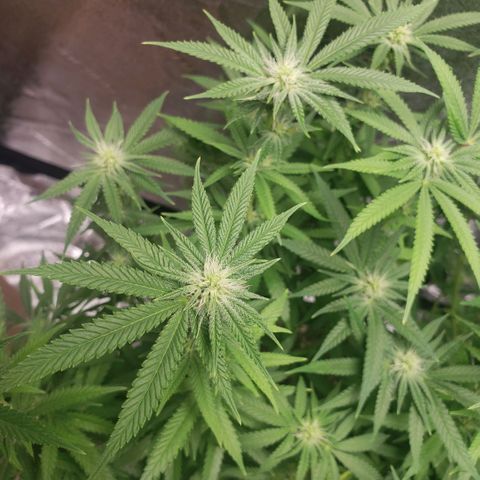 Jam sandwich  growlog timeline photo