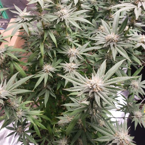 Jam sandwich  growlog timeline photo