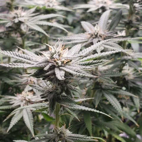 Jam sandwich  growlog timeline photo