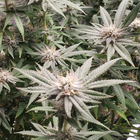 Jam sandwich  growlog timeline photo