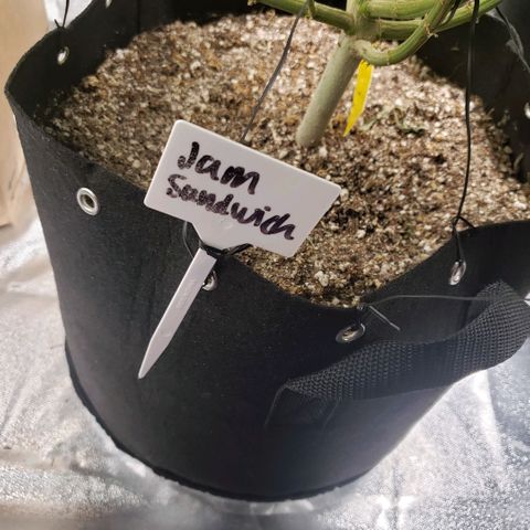 Jam sandwich  growlog timeline photo