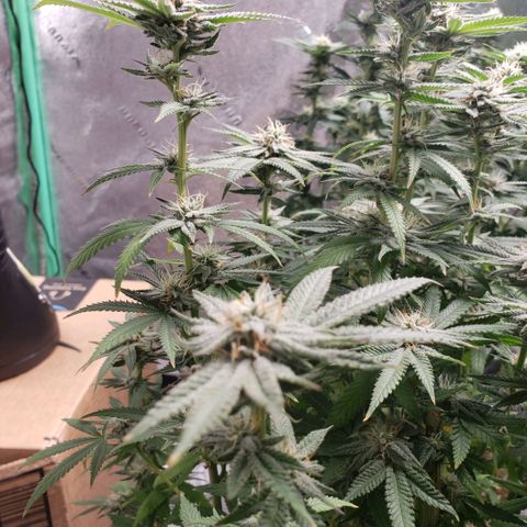 Jam sandwich  growlog timeline photo