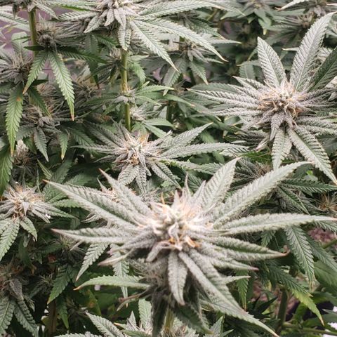 Jam sandwich  growlog timeline photo