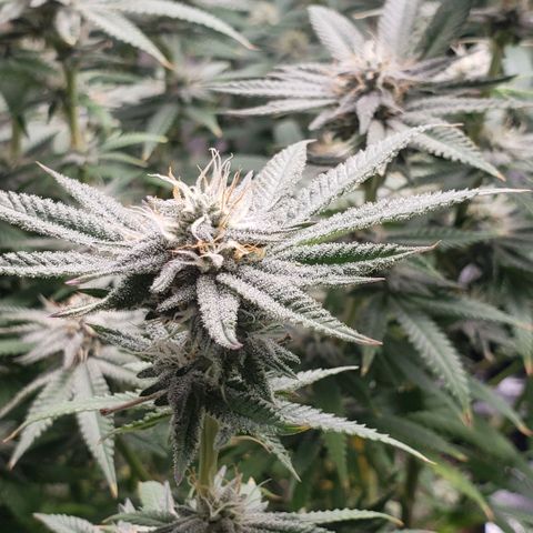 Jam sandwich  growlog timeline photo