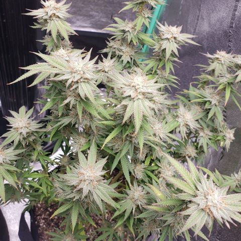 Jam sandwich  growlog timeline photo