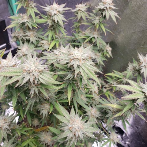 Jam sandwich  growlog timeline photo