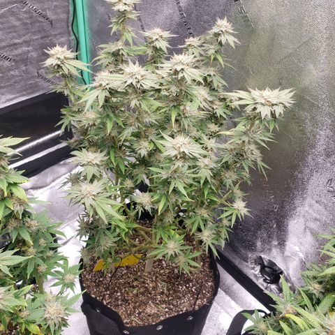 Jam sandwich  growlog timeline photo