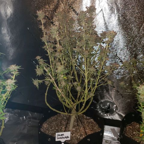 Jam sandwich  growlog timeline photo