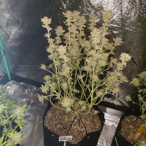 Jam sandwich  growlog timeline photo