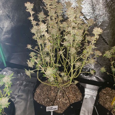 Jam sandwich  growlog timeline photo