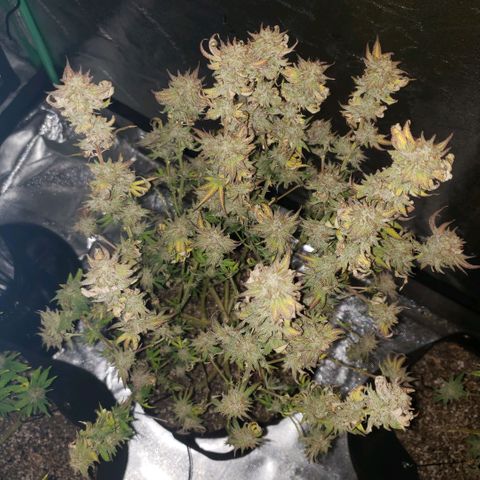 Jam sandwich  growlog timeline photo