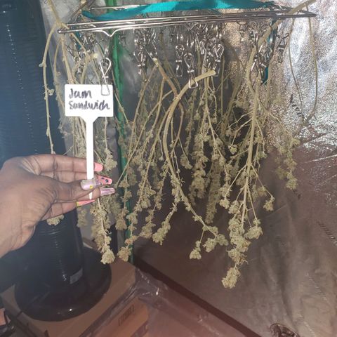 Jam sandwich  growlog timeline photo