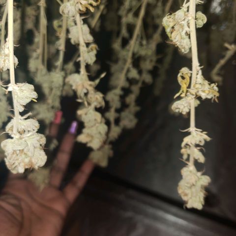 Jam sandwich  growlog timeline photo