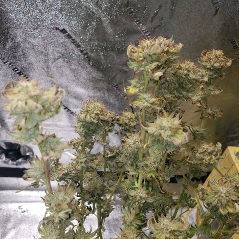 Jam sandwich  growlog timeline photo