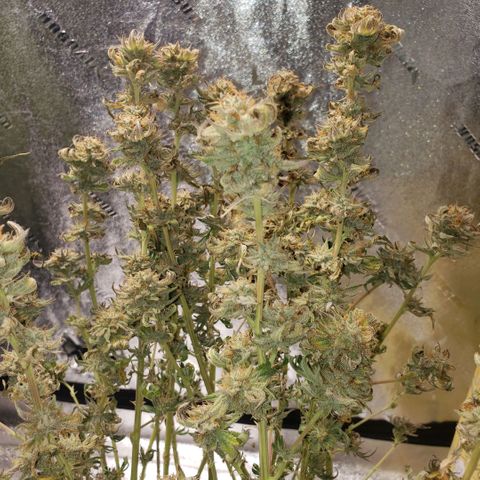 Jam sandwich  growlog timeline photo