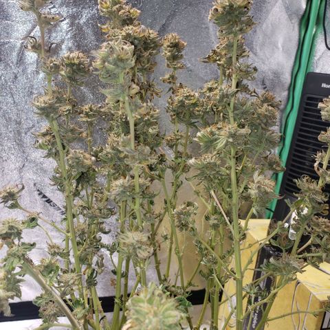 Jam sandwich  growlog timeline photo