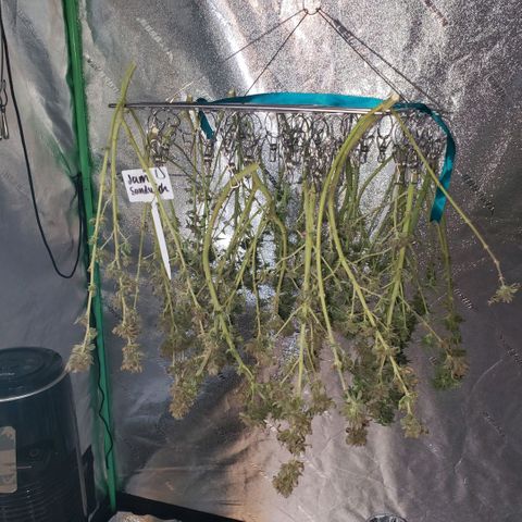 Jam sandwich  growlog timeline photo