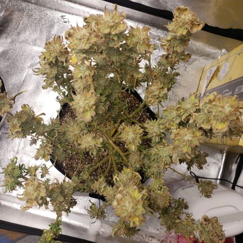 Jam sandwich  growlog timeline photo