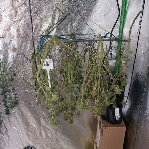 Jam sandwich  growlog timeline photo