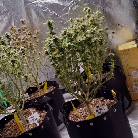 Jam sandwich  growlog timeline photo