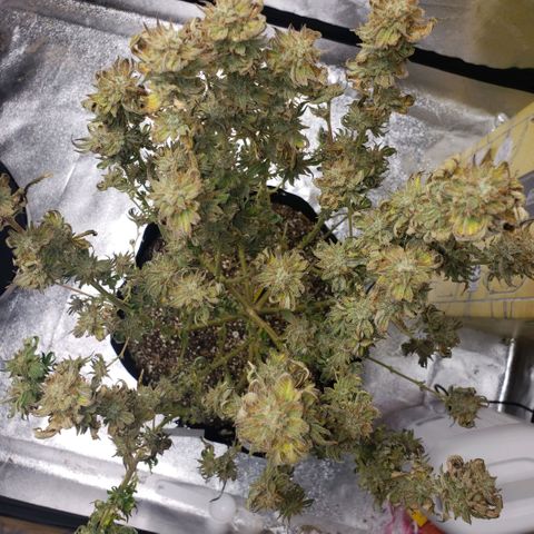 Jam sandwich  growlog timeline photo