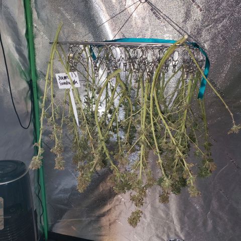 Jam sandwich  growlog timeline photo