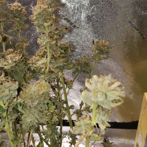 Jam sandwich  growlog photo: Before harvest 