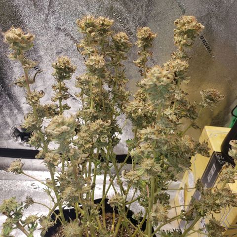 Jam sandwich  growlog timeline photo