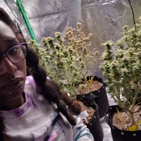Jam sandwich  growlog timeline photo