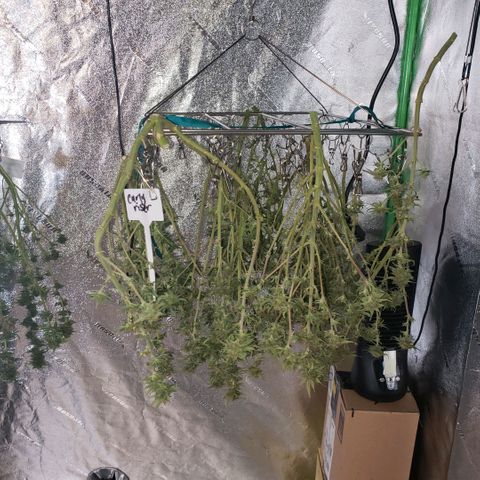 Jam sandwich  growlog timeline photo
