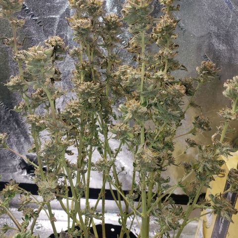 Jam sandwich  growlog timeline photo