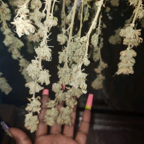 Jam sandwich  growlog timeline photo