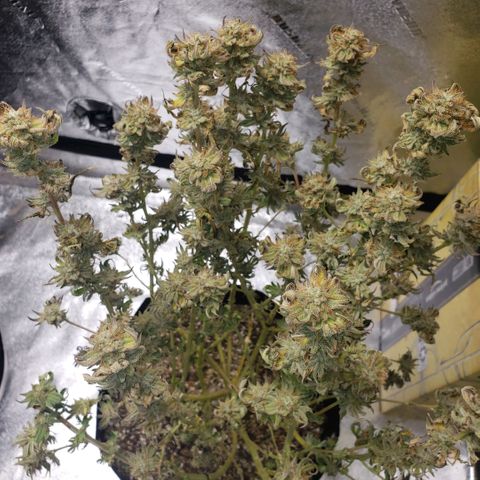 Jam sandwich  growlog timeline photo