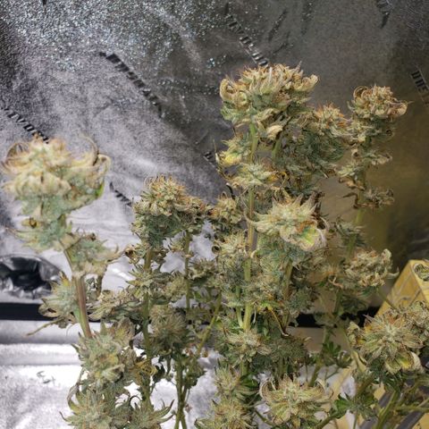 Jam sandwich  growlog photo: Before harvest 
