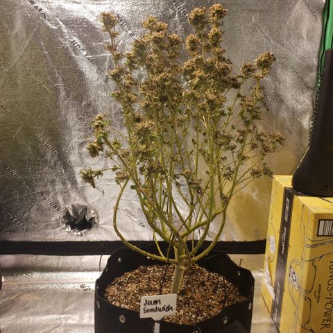 Jam sandwich  growlog timeline photo
