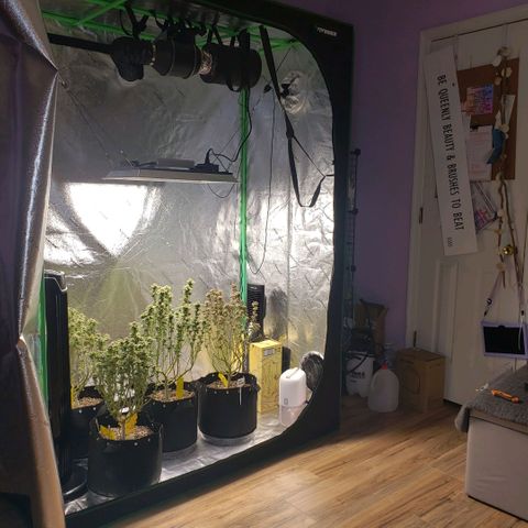 Jam sandwich  growlog timeline photo