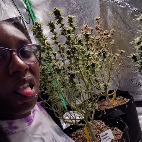 Jam sandwich  growlog timeline photo