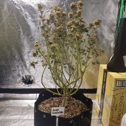 Jam sandwich  growlog timeline photo