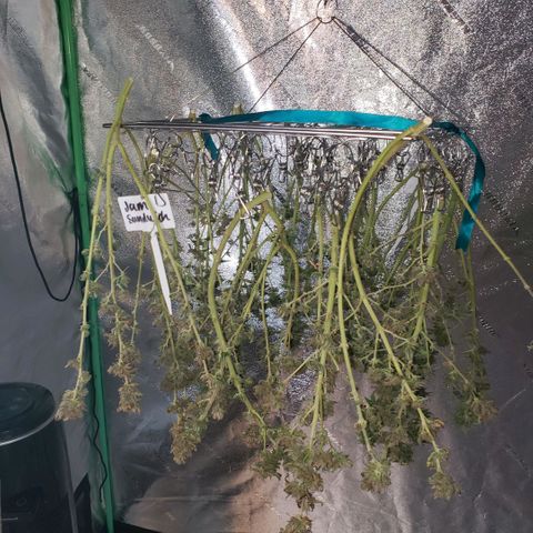 Jam sandwich  growlog timeline photo
