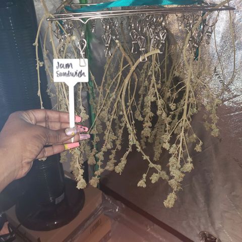 Jam sandwich  growlog timeline photo