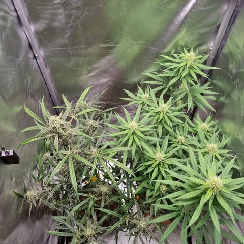 Xl 1  growlog timeline photo
