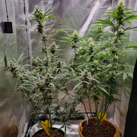 Xl 1  growlog timeline photo