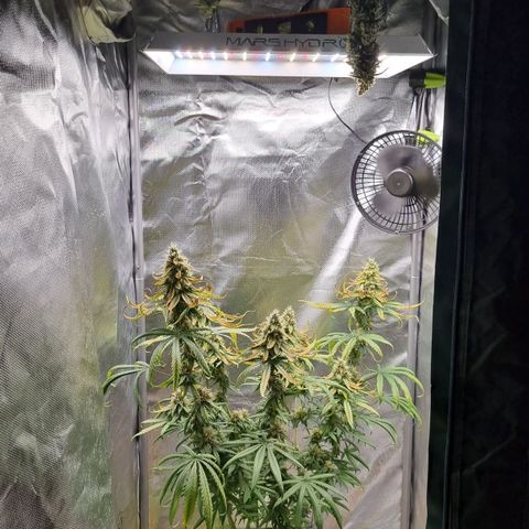 Xl 1  growlog timeline photo