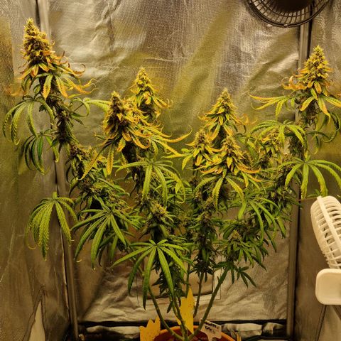 Xl 1  growlog timeline photo