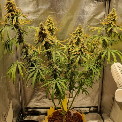 Xl 1  growlog timeline photo