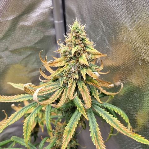 Xl 1  growlog timeline photo