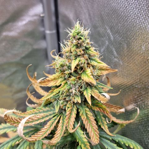 Xl 1  growlog timeline photo