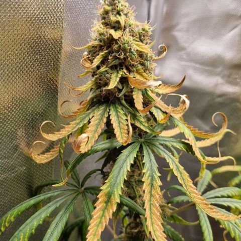 Xl 1  growlog timeline photo