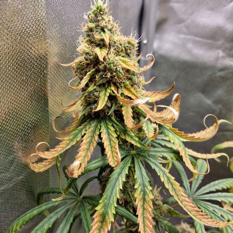 Xl 1  growlog timeline photo