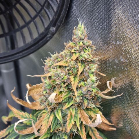 Xl 1  growlog photo: Day 51 of flower 